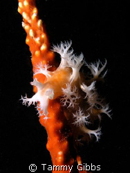 A nudibranch disguising itself on telesto coral. by Tammy Gibbs 